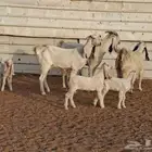 ماعز بيض 3 تحتها 3