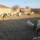 ضان مراح رفيديات