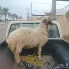 السلام عليكم عندنا طلي العمر جذع