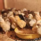 صوص مشكله بلدي وتركي 350 جوز بشقراء