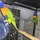 للبيع جوز لوري منتج