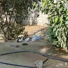 الدجاج للبيع والحجل عدده 4 .ذكر و3 اناث