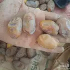 سلام عليكم ورحمة الله يتوفر لدين تمر للبيع حبه طيبه ا