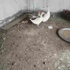 بط نظيف جدا ومنتج 10 حبات ذكور واناثي