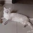 قطتين ذكر وانثي للتبني