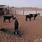 البيع معزا عدادها 5
