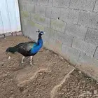 ذكر طاوس للبيع