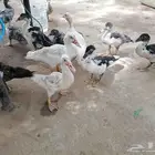 بط بلدي