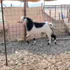 السلام عليكم ورحمة الله وبركاته أعرض لكم تيس مصري