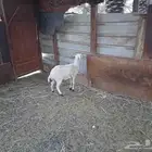 رخلة بيضاء