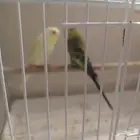 عصافير للبيع ذكر وانثي بصحه جيده د