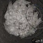 حمام لاحم فرنسي