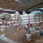 ديوك بلدي