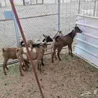 تيوس بلدي جنوبيه تهاميه