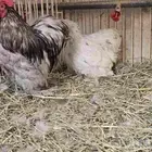 جوز دجاج كوشن ديك بلو ودجاجة سبلاش (تم البيع)