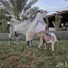 عنز عارضيه شهبا تحته تيس