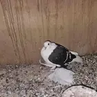 سوالو طبات وجوز هزازي أمريكي