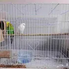 بادج انجليزي طيور حب