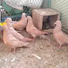 طبات حمام مصري