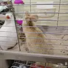 للبيع ارنبين على اسوم