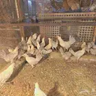 فرخات دجاج فيومي