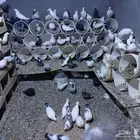 عشة حمام مشكل