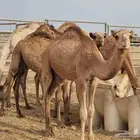 حاشي لباني 1250 ريال