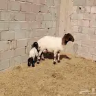 نعيميه السن سدس حدرها خرفان عمره 3 يوم