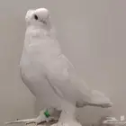 حمام صفاقي ابيض صك