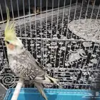 طير كروان اليف لا يعض