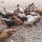دجاج بلدي عمر 3 شهور واسبوعين العدد حول 60 الحبه من 10 ريال