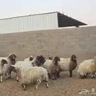 للبيع 12 رأس نعيمي طيبات بالحيل معهن فحل طيب