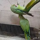 درة هندي اجواز