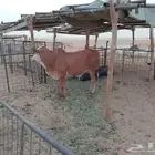 حسيل للبيع