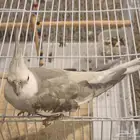 زوج كروان منتج للبيع مع القفص