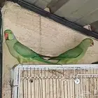 مطير درة هندي