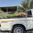 نخل للبيع جميع الأنواع والمقاسات