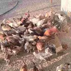 دجاج بلدي