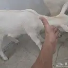 جوز تيوس قزمي بيور العمر شهر وعليها