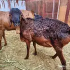 للبيع 3 فحول بربري