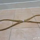 نسلات منشار