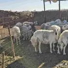 غنم حريات حرش