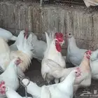 بيض بلدي مخصب جميع الاوان
