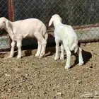 دواقير حري العدد 2 خرفان عمارهن شهر جبار طيب