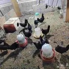 للبيع دجاج لون اسود