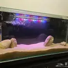 حوض سمك عملاق طوله متر   150 لتر