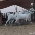 جفار بيشيات العدد 6 روس