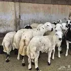 كباشة خرفان لحم وشحم