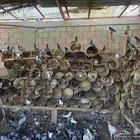 زاجل فرنسي هندي