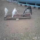 غنم ماعز
